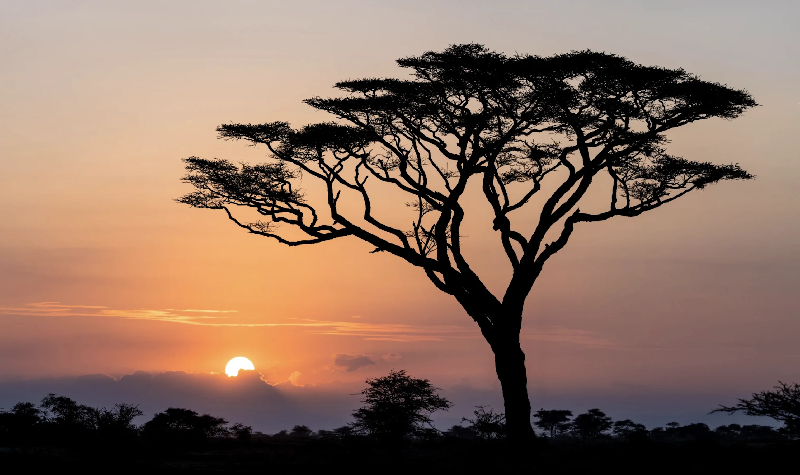 Project Tanzania